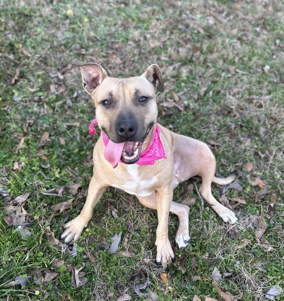 adoptable Dog in Whitestone, NY named Nori