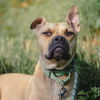 adoptable Dog in whitestone, NY named Rocko Richie