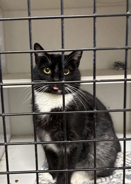 picture of the cat needing adoption