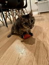 adoptable Cat in whitestone, NY named Fenix