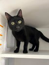 adoptable Cat in whitestone, NY named Gerardo
