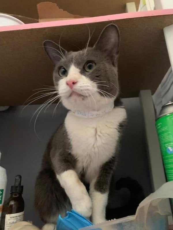 adoptable Cat in Whitestone, NY named Dale