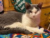 adoptable Cat in whitestone, NY named Tony
