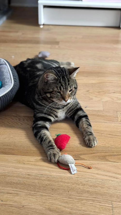 picture of the cat needing adoption