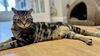 adoptable Cat in whitestone, NY named Ziger