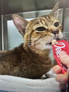 adoptable Cat in whitestone, NY named Zoey