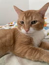 adoptable Cat in whitestone, NY named Leon