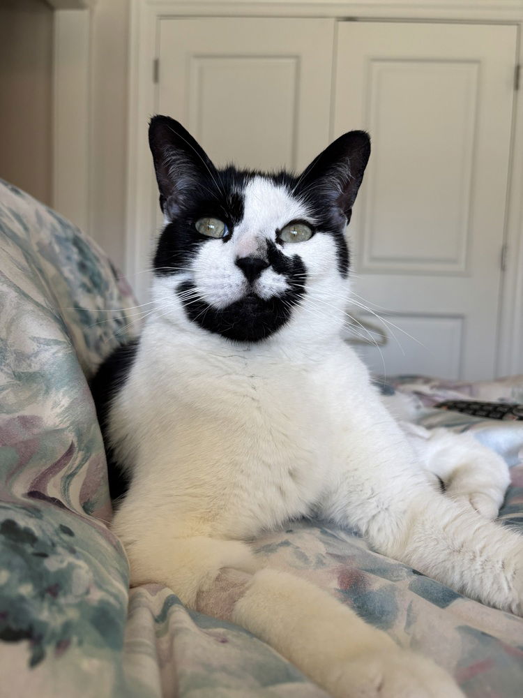 adoptable Cat in Whitestone, NY named Besito