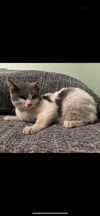 adoptable Cat in whitestone, NY named Nespresso
