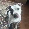 adoptable Dog in whitestone, NY named Yoyo