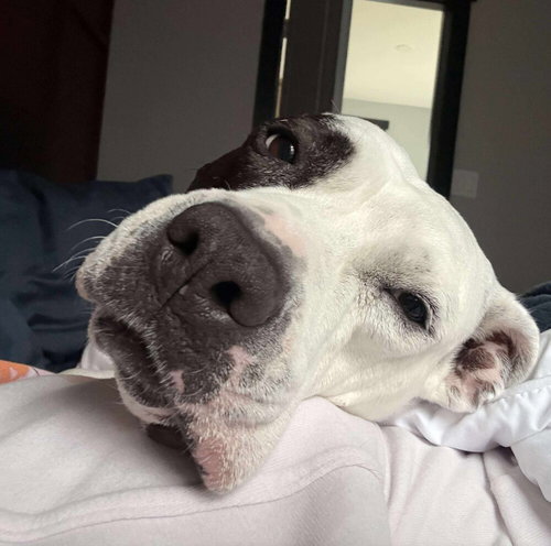 YOYO - American Staffordshire Terrier / Terrier available for adoption
