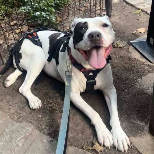 YOYO - American Staffordshire Terrier / Terrier available for adoption
