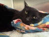 adoptable Cat in whitestone, NY named Claudia
