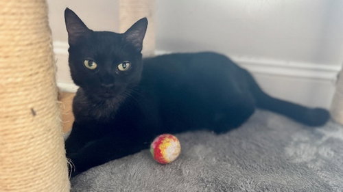 picture of the cat needing adoption