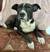 adoptable Dog in  named Austen
