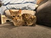 adoptable Cat in whitestone, NY named Victor