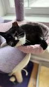 adoptable Cat in , NY named Cutie