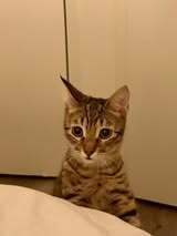 picture of the cat needing adoption