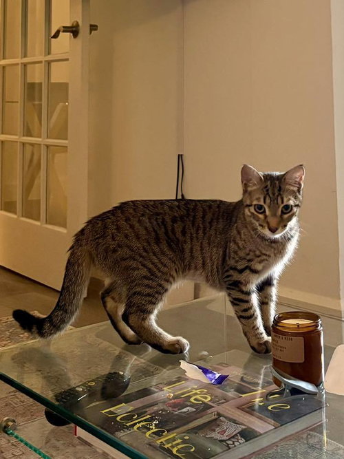 TAMARA - Domestic Short Hair available for adoption