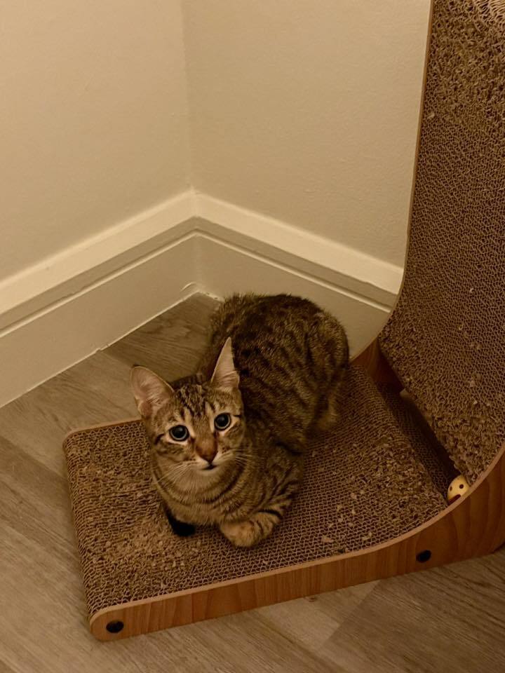 adoptable Cat in Whitestone, NY named Tammy