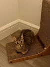 adoptable Cat in whitestone, NY named Tammy
