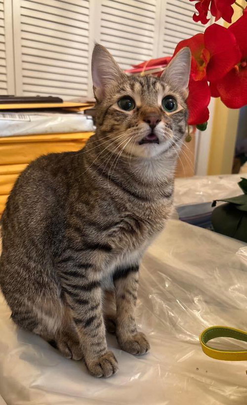 TAMMY - Domestic Short Hair available for adoption