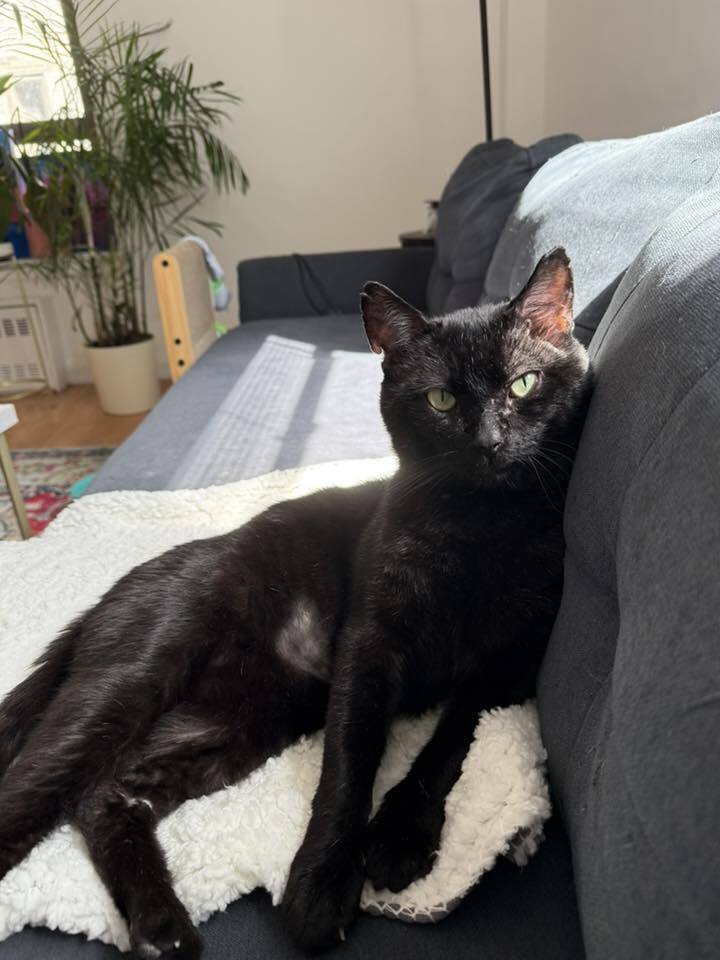 adoptable Cat in Whitestone, NY named Bob