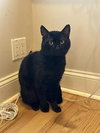 Bob - Photo 3