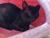 Bob - Photo 4