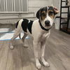adoptable Dog in  named Kitty (p)