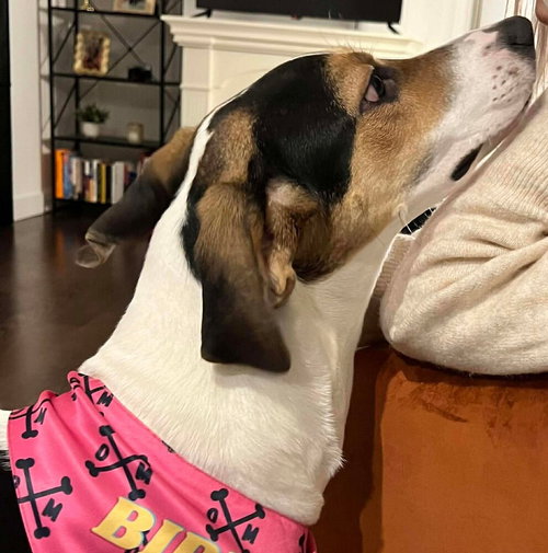 KITTY - Terrier available for adoption