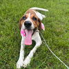 adoptable Dog in whitestone, NY named Jane Margaret (p)