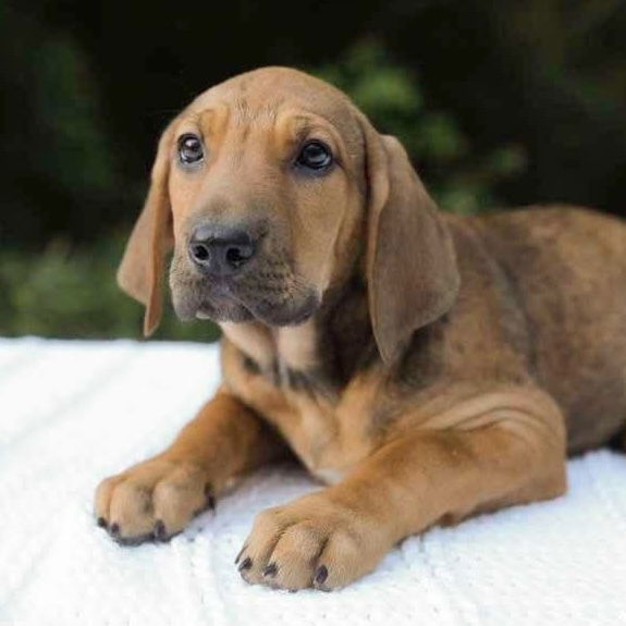 adoptable Dog in Whitestone, NY named Lydia (p)