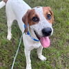 adoptable Dog in whitestone, NY named Wickham (p)