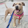 adoptable Dog in  named Sabrina