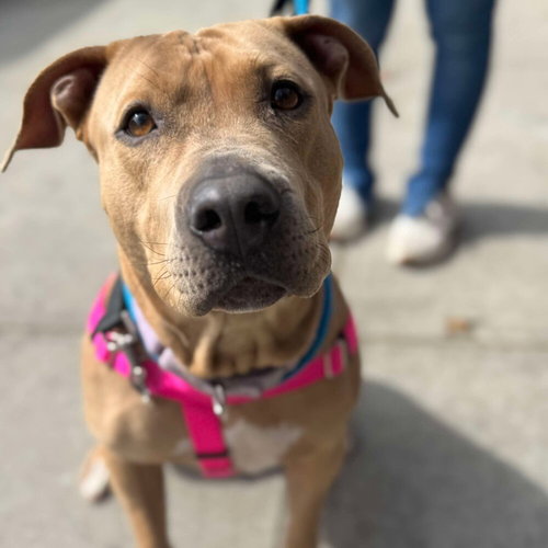 picture of the dog needing adoption