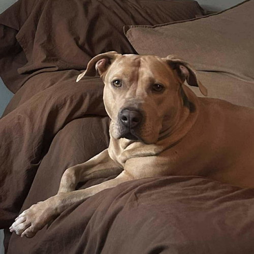 SABRINA - Labrador Retriever / Terrier available for adoption