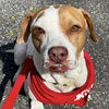 adoptable Dog in  named Athanasia