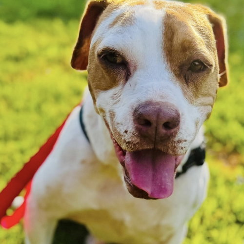 picture of the dog needing adoption