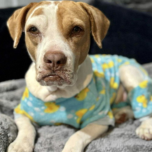 ATHANASIA - American Staffordshire Terrier / Terrier available for adoption