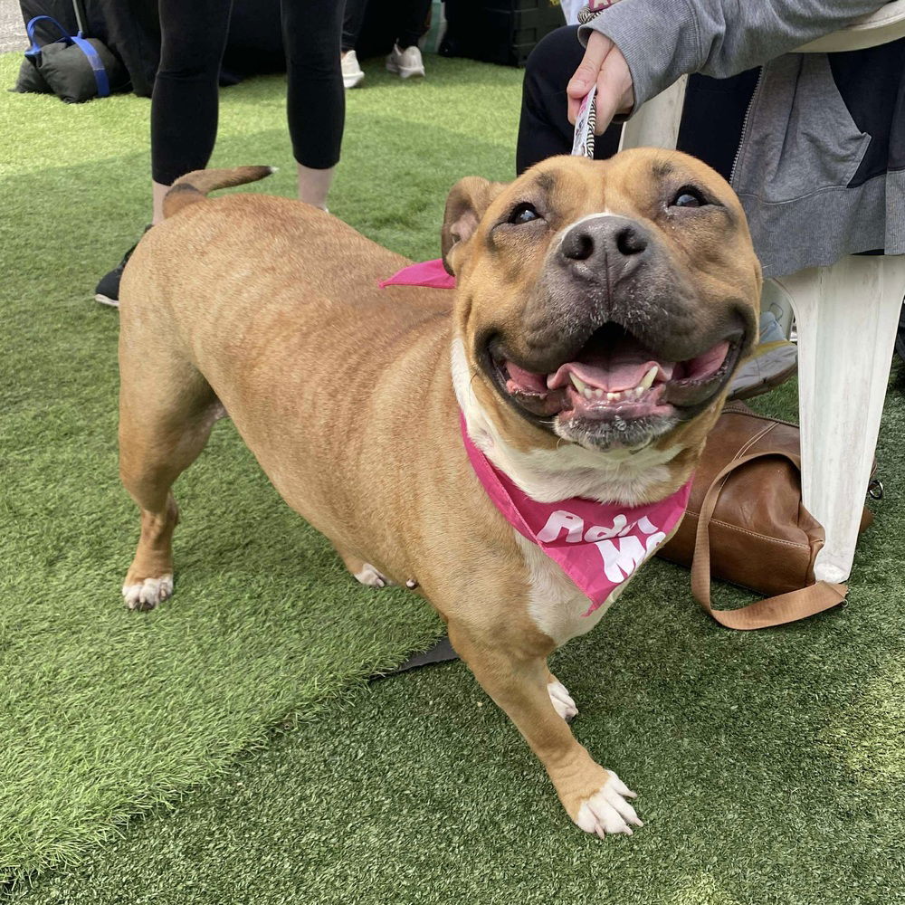adoptable Dog in Whitestone, NY named Lolo