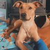 adoptable Dog in whitestone, NY named Lamb Chop