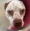 adoptable Dog in  named Freckles