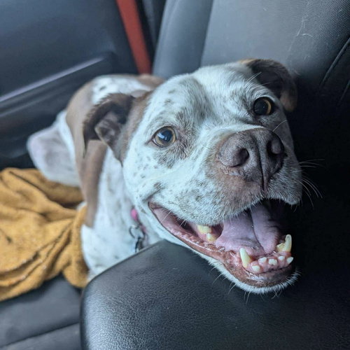 picture of the dog needing adoption