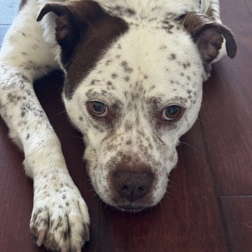 Freckles photo 2