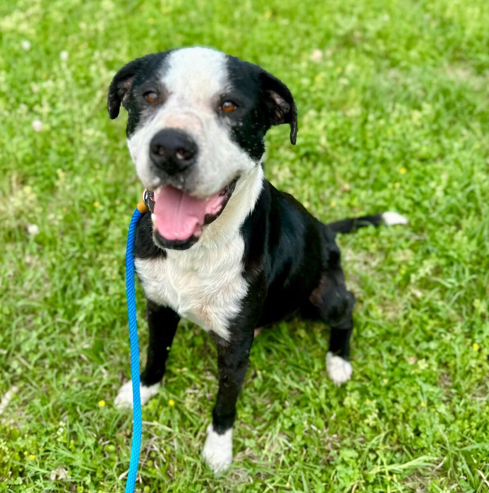 adoptable Dog in Whitestone, NY named Toby Jay
