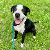 adoptable Dog in whitestone, NY named Toby Jay