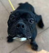 adoptable Dog in whitestone, NY named Cosimo