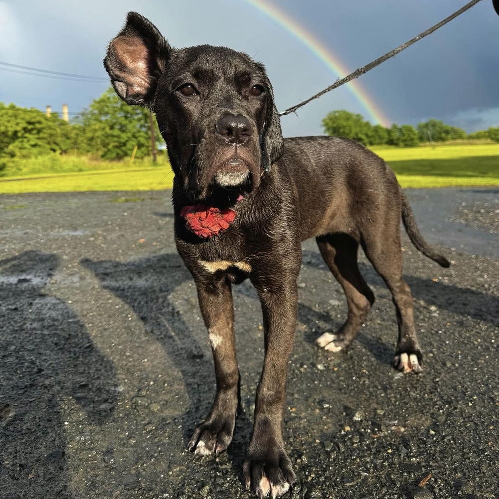 adoptable Dog in Whitestone, NY named Rose Flower