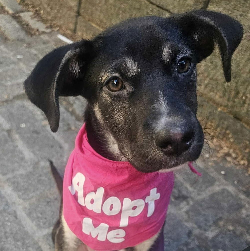 adoptable Dog in Whitestone, NY named Rebeck (p)